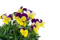 Viola cornuta flower Royalty Free Stock Photo