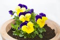 Viola cornuta flower in a pot Royalty Free Stock Photo