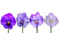 Viola cornuta flowers Royalty Free Stock Photo