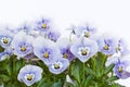 Viola cornuta flowers