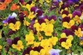 Viola cornuta flowers the garden corner Royalty Free Stock Photo
