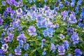 Viola cornuta  horned pansy  horned violet. Field of blue-lilac flowers. Flower background Royalty Free Stock Photo