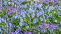 Viola cornuta  horned pansy  horned violet. Field of blue-lilac flowers. Flower background. Flowers for balcony  park  garden Royalty Free Stock Photo