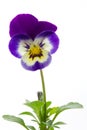 Viola cornuta (horned violet) Royalty Free Stock Photo