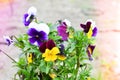 Viola cornuta - horned violet in a pot Royalty Free Stock Photo