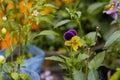 Viola cornuta, known as horned pansy or horned violet, is a species of flowering plant with violet and yellow color flowers Royalty Free Stock Photo