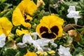 Viola Cornuta pansy flowers with yellow petals Royalty Free Stock Photo