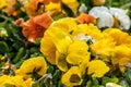 Viola Cornuta pansy flowers with yellow petals Royalty Free Stock Photo