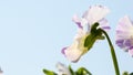 Side view of Viola cornuta flower
