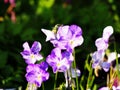 Viola cornuta 'Rebecca'