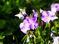 Viola cornuta 'Rebecca'