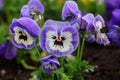 Viola cornuta, tufted pansy. Colorful flowers of violets