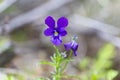 Viola declinata is an alpine perennial plant of the violet family, endemic to the Eastern Carpathians.