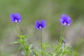 Viola declinata is an alpine perennial plant of the violet family, endemic to the Eastern Carpathians.