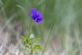 Viola declinata is an alpine perennial plant of the violet family, endemic to the Eastern Carpathians.