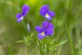 Viola declinata is an alpine perennial plant of the violet family, endemic to the Eastern Carpathians.