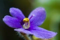 Viola flower