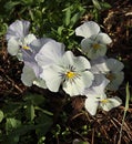 Viola flower against the background of green plants