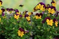 Viola flower in the garden