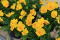 Viola flower in the garden