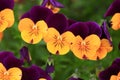 Viola flower in the garden