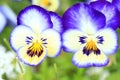 Viola flower in the garden