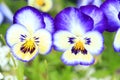 Viola flower in the garden