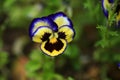 Viola flower in the garden