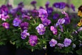 Viola flower in the garden