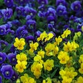 Viola Flowers