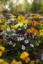 Viola flowers Royalty Free Stock Photo