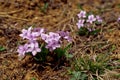 Viola flowers Royalty Free Stock Photo