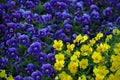 Viola Flowers