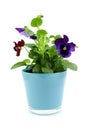 Viola flowers in pot Royalty Free Stock Photo