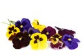 Viola flowers on a white background. Royalty Free Stock Photo