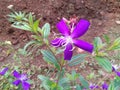 Violet flower in the botanical garden