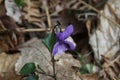 Macro shot of early dog-violet with march fly