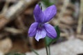 Macro shot of early dog-violet