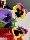 Violaceae Viola