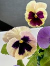 Violaceae Viola Royalty Free Stock Photo
