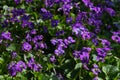 Beautiful Blanket of Wild Violets Violaceae