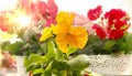  Viola and Geranium Red Zonal flowers chic garden street home plant in flower beds on window top sunlight reflection on window