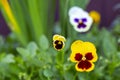 Viola Heartsease, Violet. G arden annual flowers on a sunny day Royalty Free Stock Photo