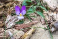 Viola litoralis flower Royalty Free Stock Photo