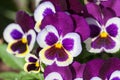 Viola a lot flowers of beautiful lilac-burgundy color