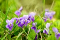 Viola odorata close-up