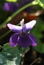 Viola odorata, commonly known as wood violet, is a species of flowering plant in the family Violaceae. Royalty Free Stock Photo