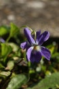 Viola odorata, commonly known as wood violet, is a species of flowering plant in the family Violaceae. Royalty Free Stock Photo
