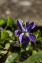 Viola odorata, commonly known as wood violet, is a species of flowering plant in the family Violaceae.