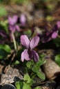 Viola odorata, commonly known as wood violet, is a species of flowering plant in the family Violaceae.